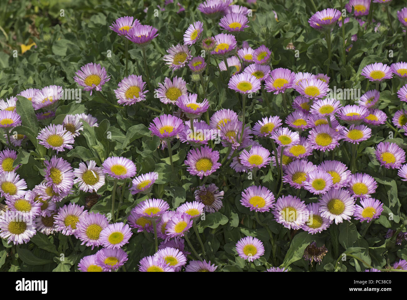 Pink flowers with yellow centres set against green leaves of this