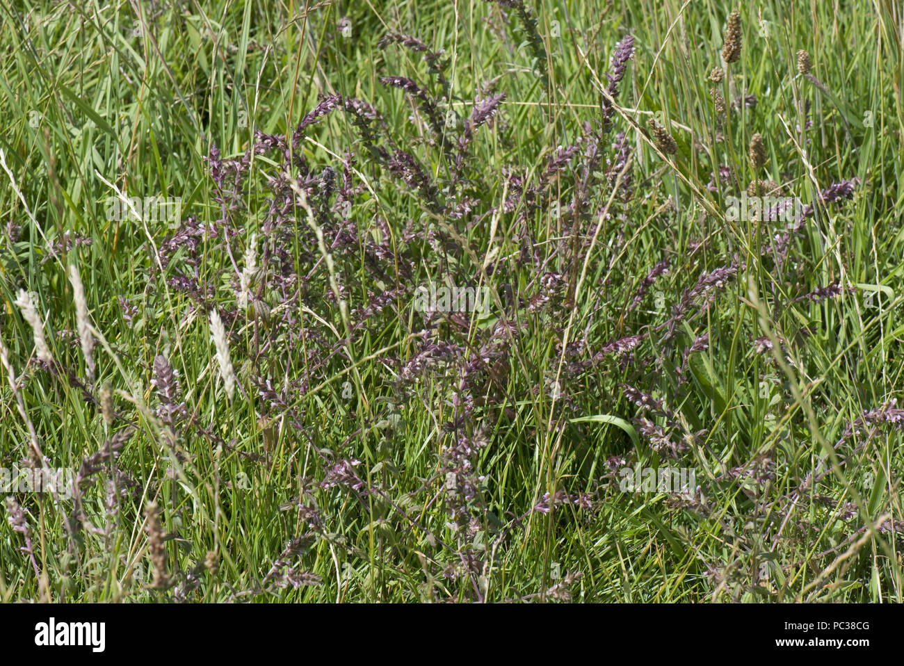 Red bartsia, Odontites vernus, flowering hemiparasite in grassland, Berkshire, July Stock Photo