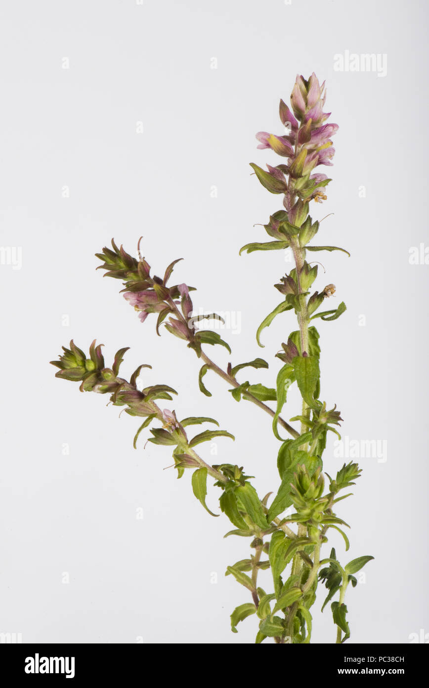 Flower spike of red bartsia, Odontites vernus, a partial parasite of grass against a white background, Berkshire, July Stock Photo