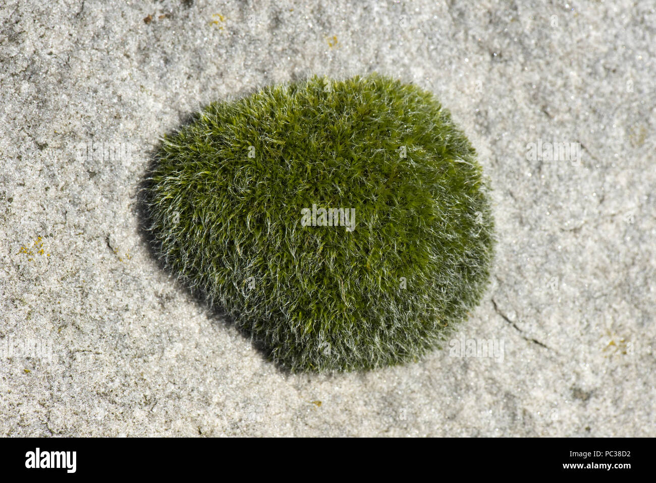 Gametophyte cusion of wall screw-moss, Tortula muralis, growing on a large sarson stone, Berkshire, March Stock Photo