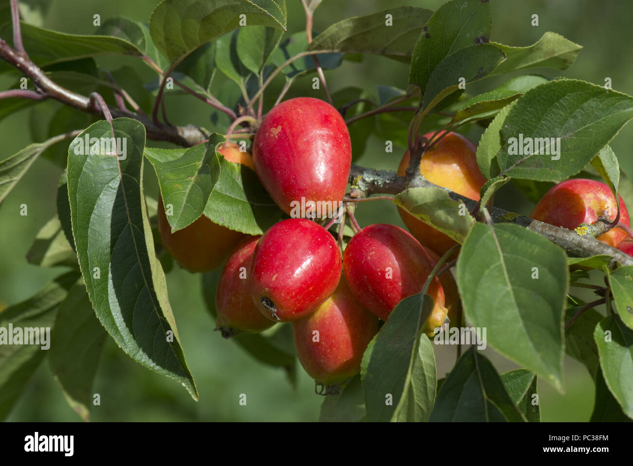 Bright red crab apple fruit, Malus "John Downie" on the tree in late