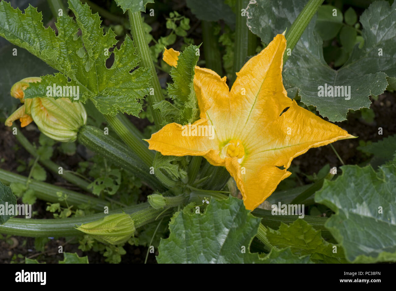 Yellow male and female flowers on a zucchini or courgette plant with