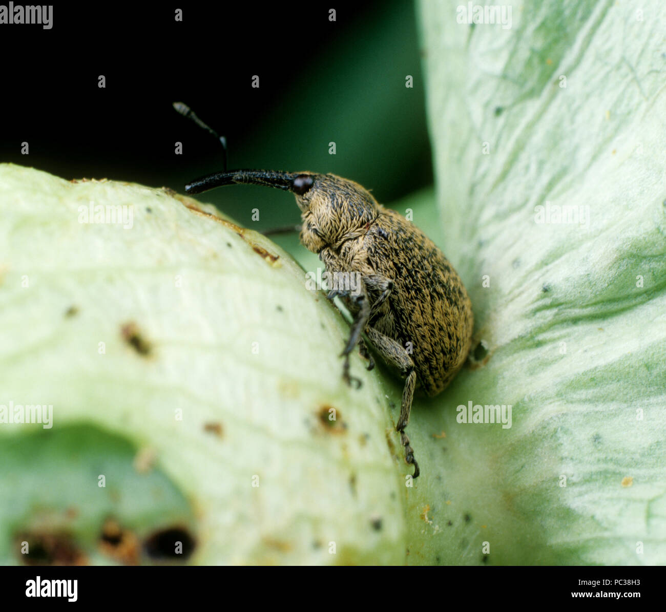 Boll weevil (Anthonomus grandis) adult weevil on a damaged unopened