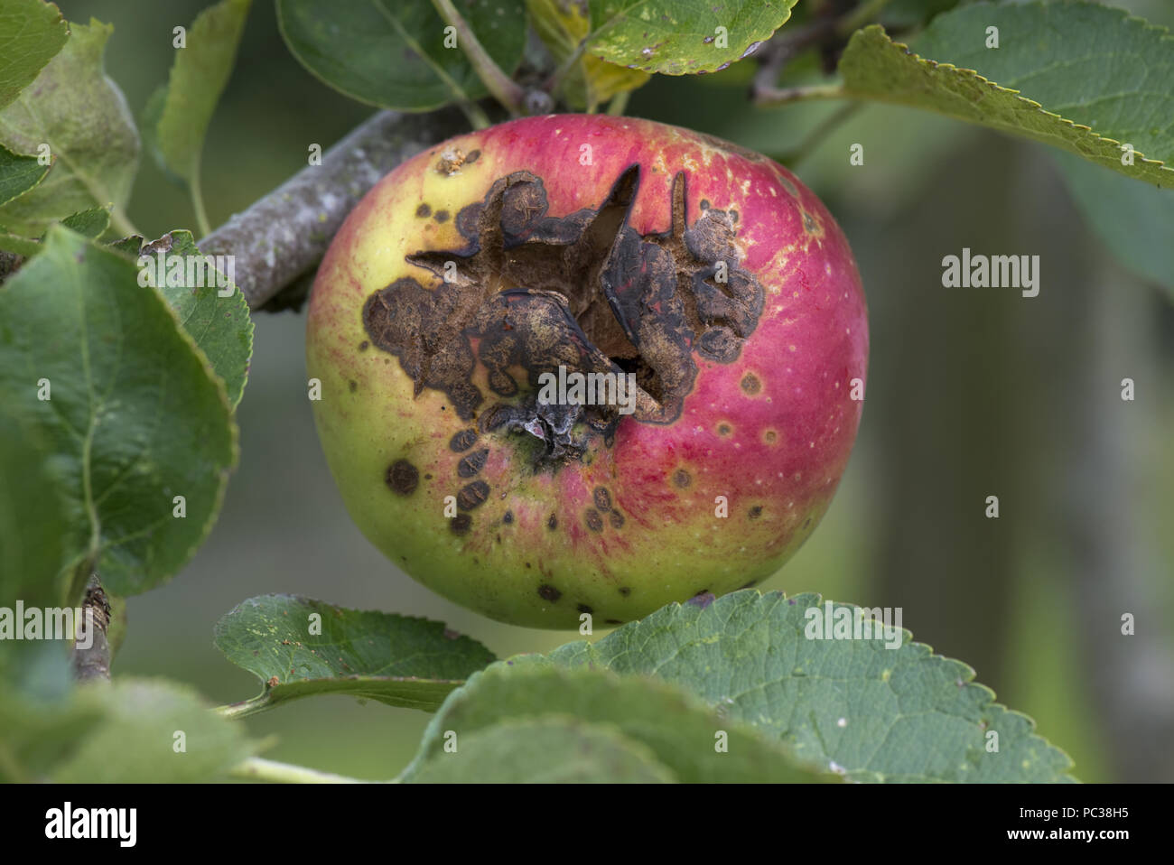 Necrotic spotting and cracking caused apple scab, Venturia inaequalis, on a ripe apple on the tree, Berkshire, August Stock Photo