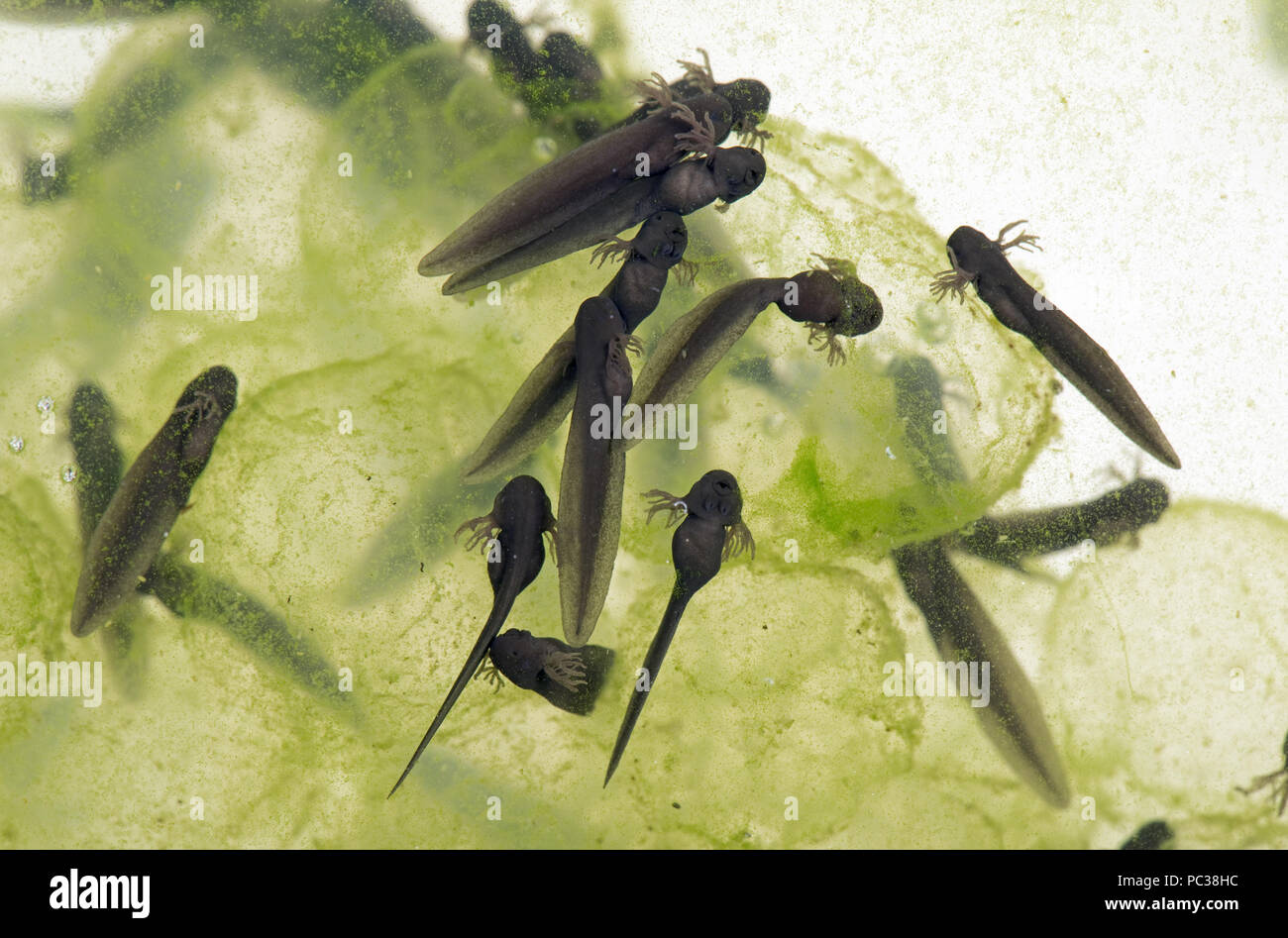 Frogspawnspawn hires stock photography and images Alamy