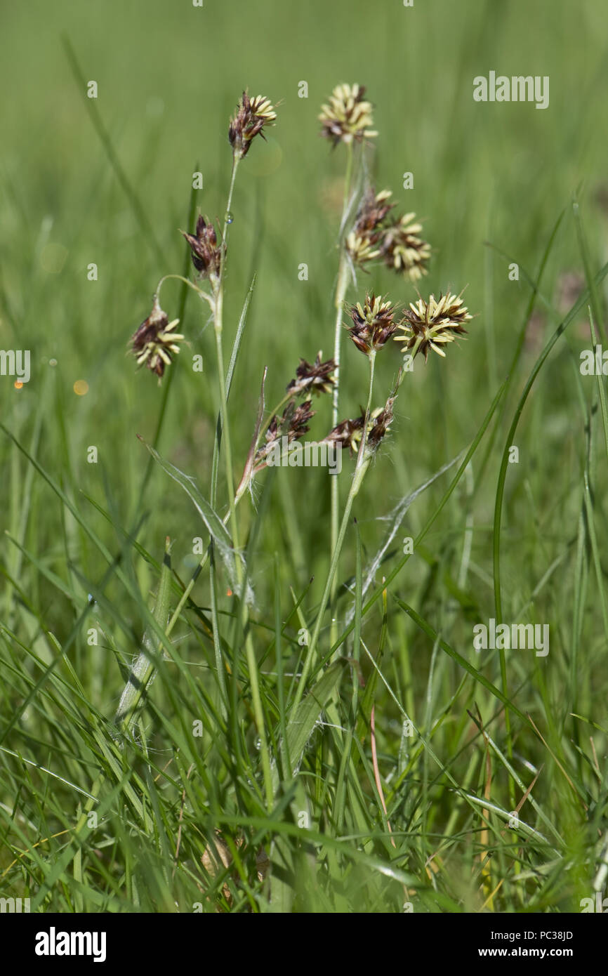 Field woodrush or Good Friday grass, Luzula campestris, a weed rush flowering in a garden lawn, April Stock Photo