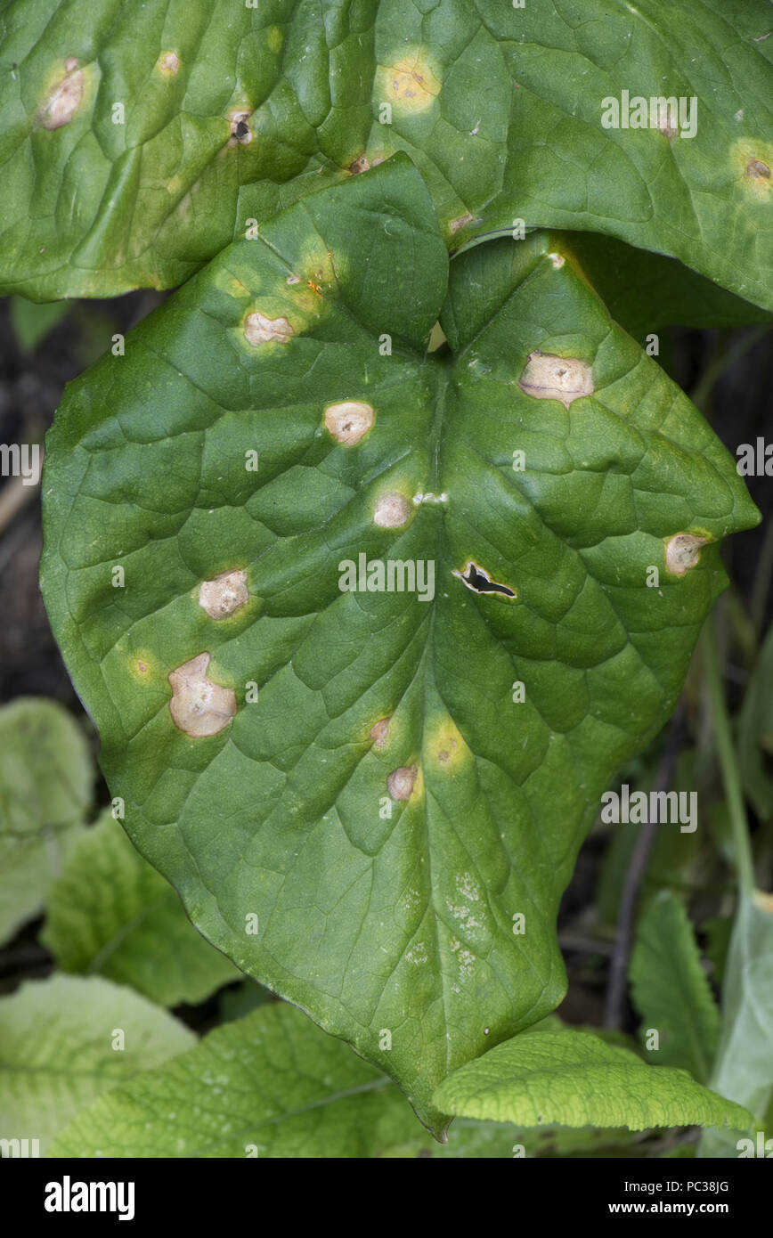 Arum or ramson's rust, Puccinia sessilis, pustules and lesions on leaves of wild arum, lords and ladies, Arum maculatum Stock Photo