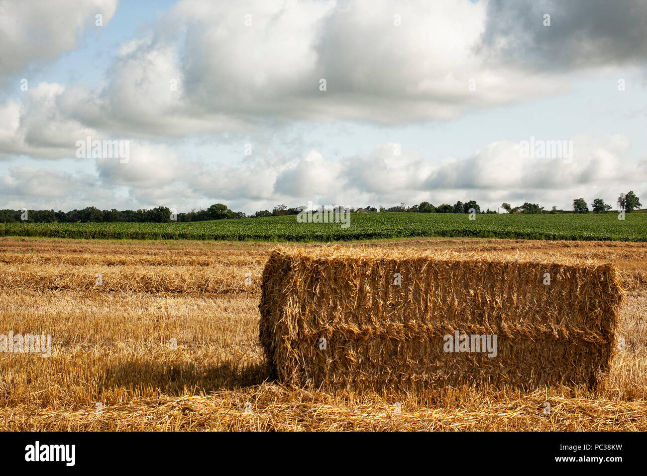 The side of a big square bale of wheat straw in a harvested field with soybeans in the distance and cumulous clouds. Stock Photo