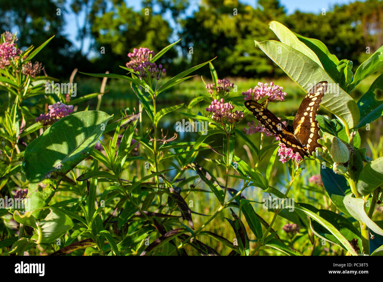 A giant swallowtail feeds on a swamp milkweed along a pond with a common milkweed on the right side. Stock Photo