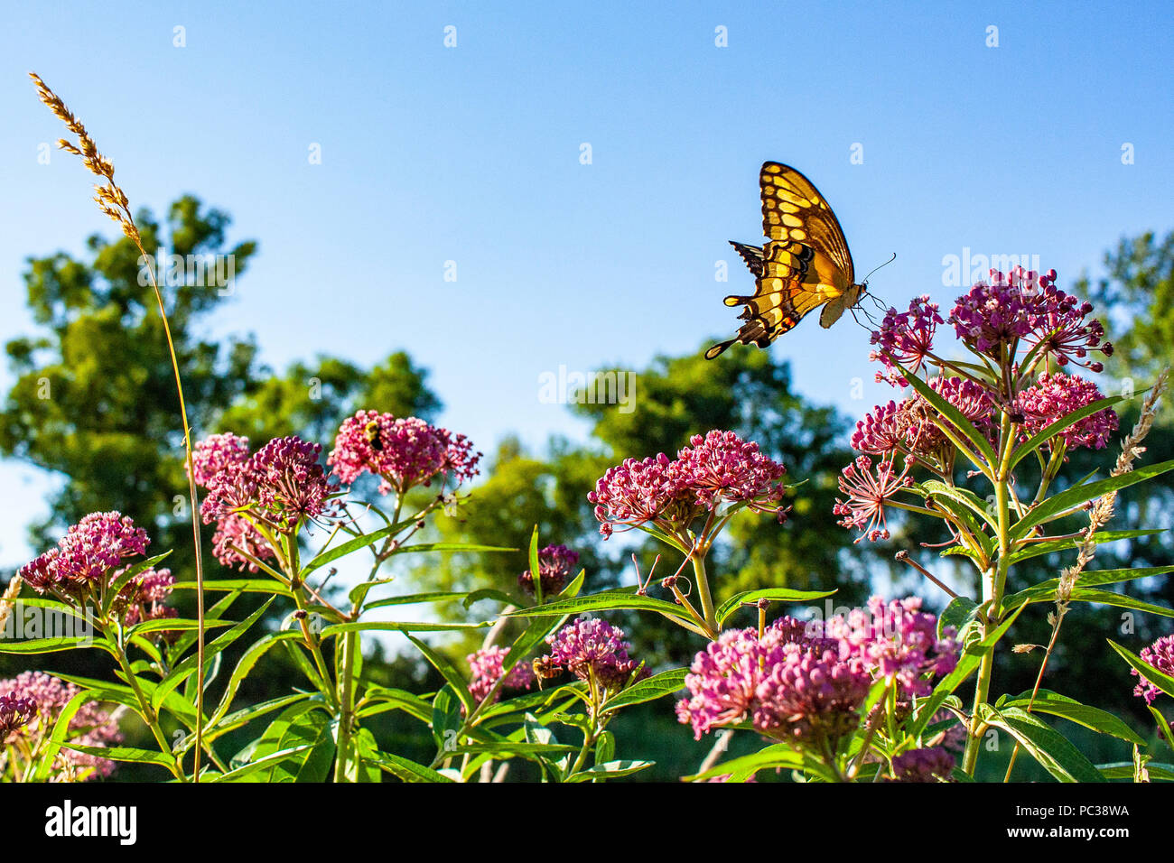 A giant swallowtail butterfly eating nectar from a swamp milkweed on a sunny clear day. Stock Photo
