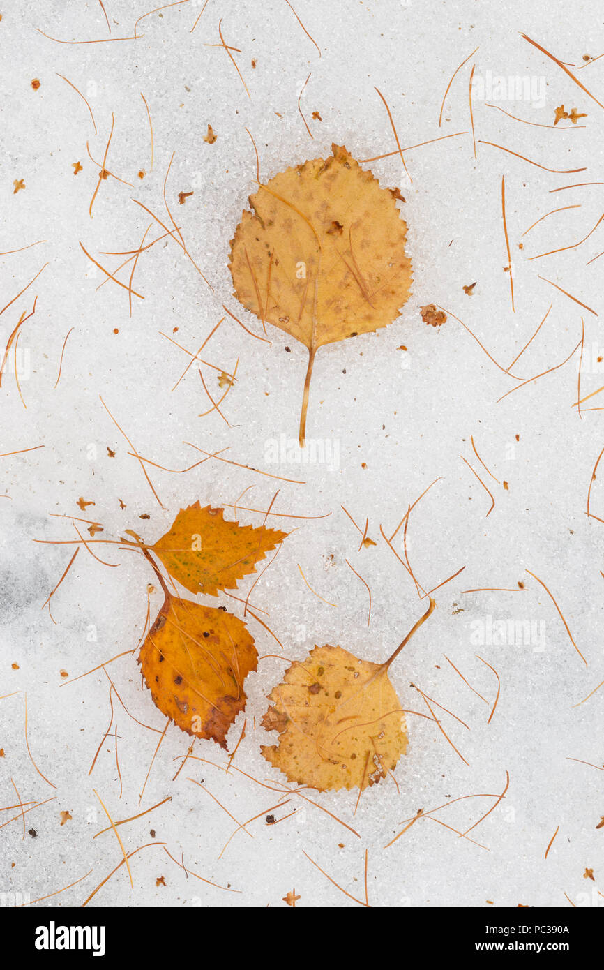 Details of birch leaves and larch needles over the snow covered ground below the forest and trees at the top of the zezere glacial valley, Serra da Es Stock Photo