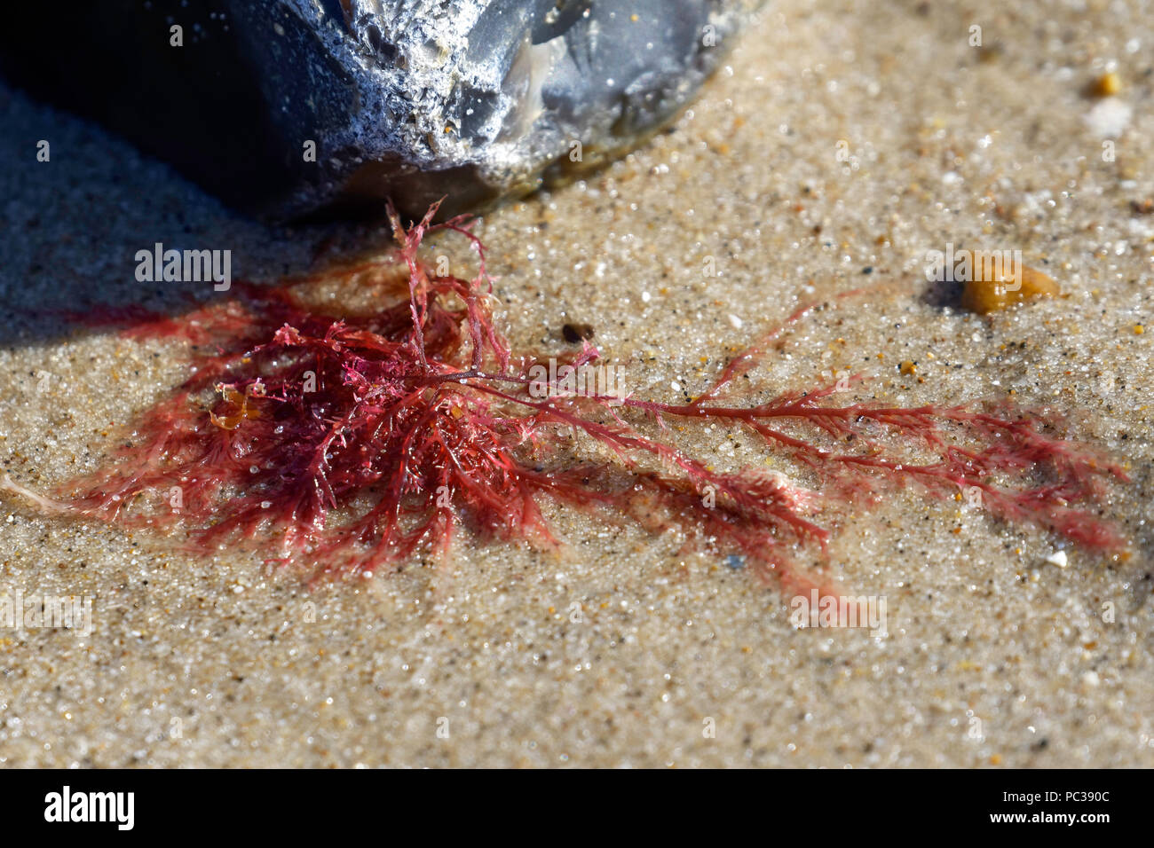Red seaweed washed up on a sandy beach Stock Photo