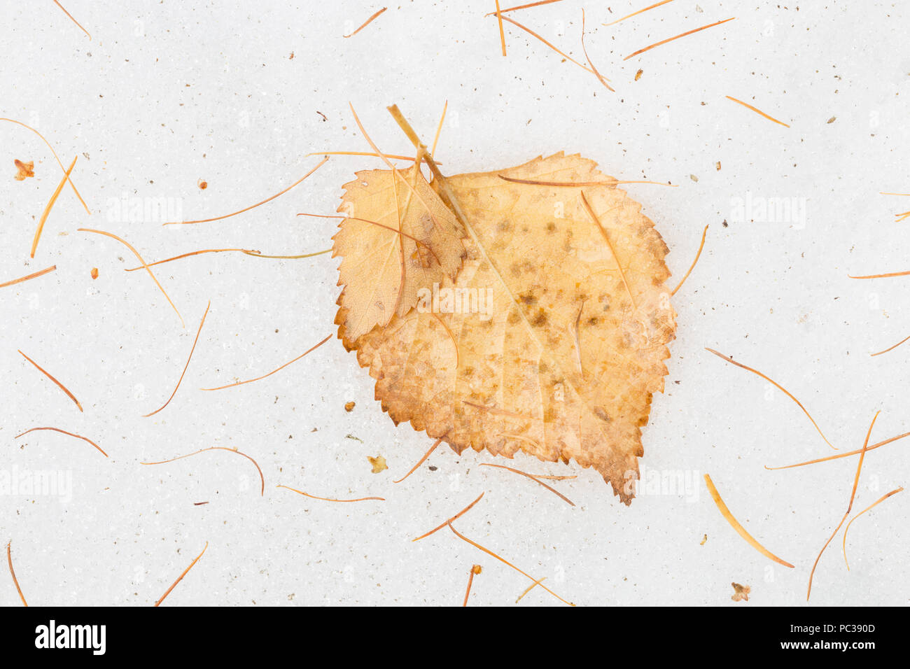 Details of birch leaves and larch needles over the snow covered ground below the forest and trees at the top of the zezere glacial valley, Serra da Es Stock Photo