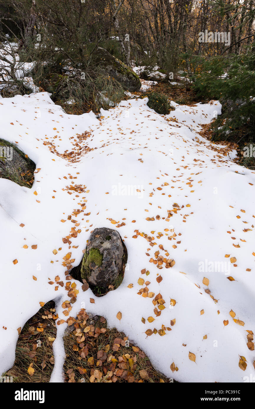 Birch leaves over the snow covered ground below the forest and trees at the top of the zezere glacial valley, Serra da Estrela, Manteigas, Portugal Stock Photo
