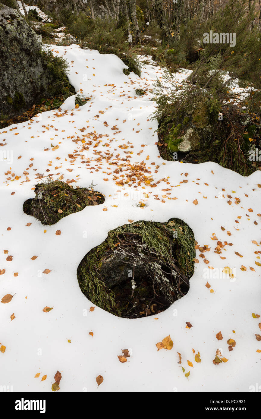Birch leaves over the snow covered ground below the forest and trees at the top of the zezere glacial valley, Serra da Estrela, Manteigas, Portugal Stock Photo