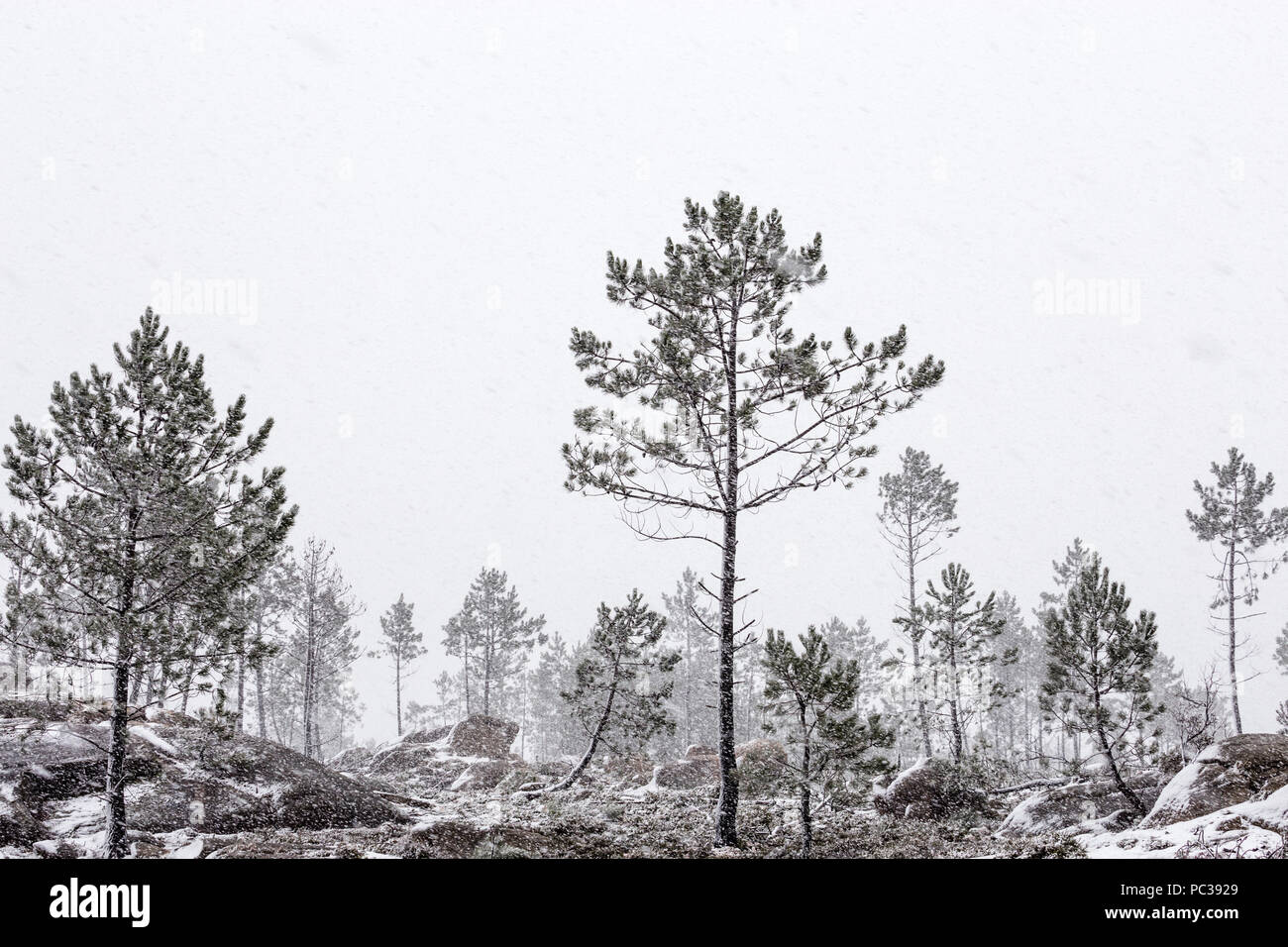 scots pine trees in blowing snow, Lamas area, mountain tops, Parque Nacional Peneda - Geres, Portugal Stock Photo