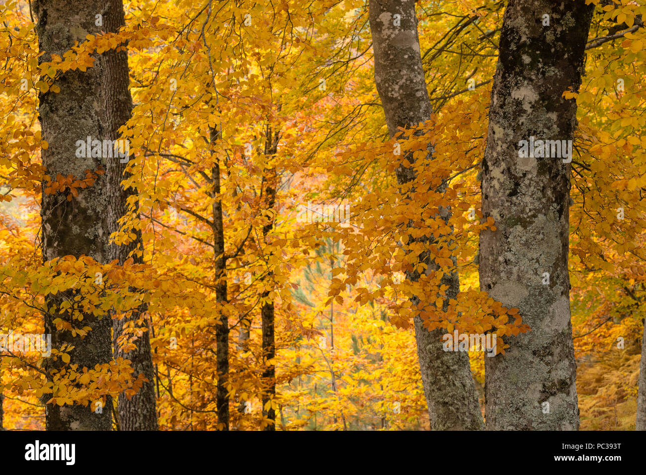 Autum beech trees on the slopes & hills above Manteigas, Parque Natural da Serra da Estrela natural park, Portugal. Stock Photo