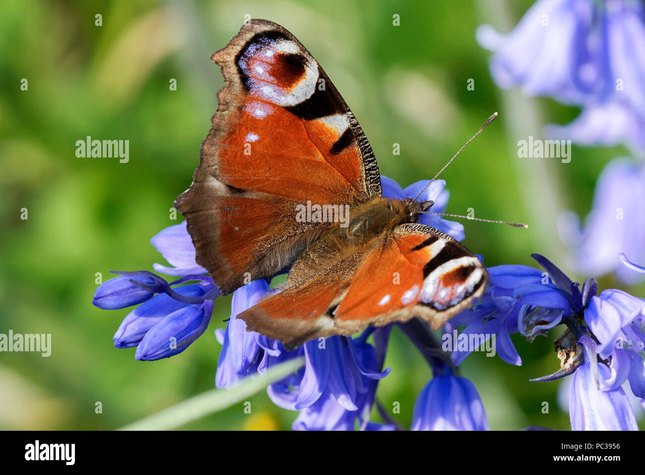 Peacock butterfly feeding on bluebells Stock Photo
