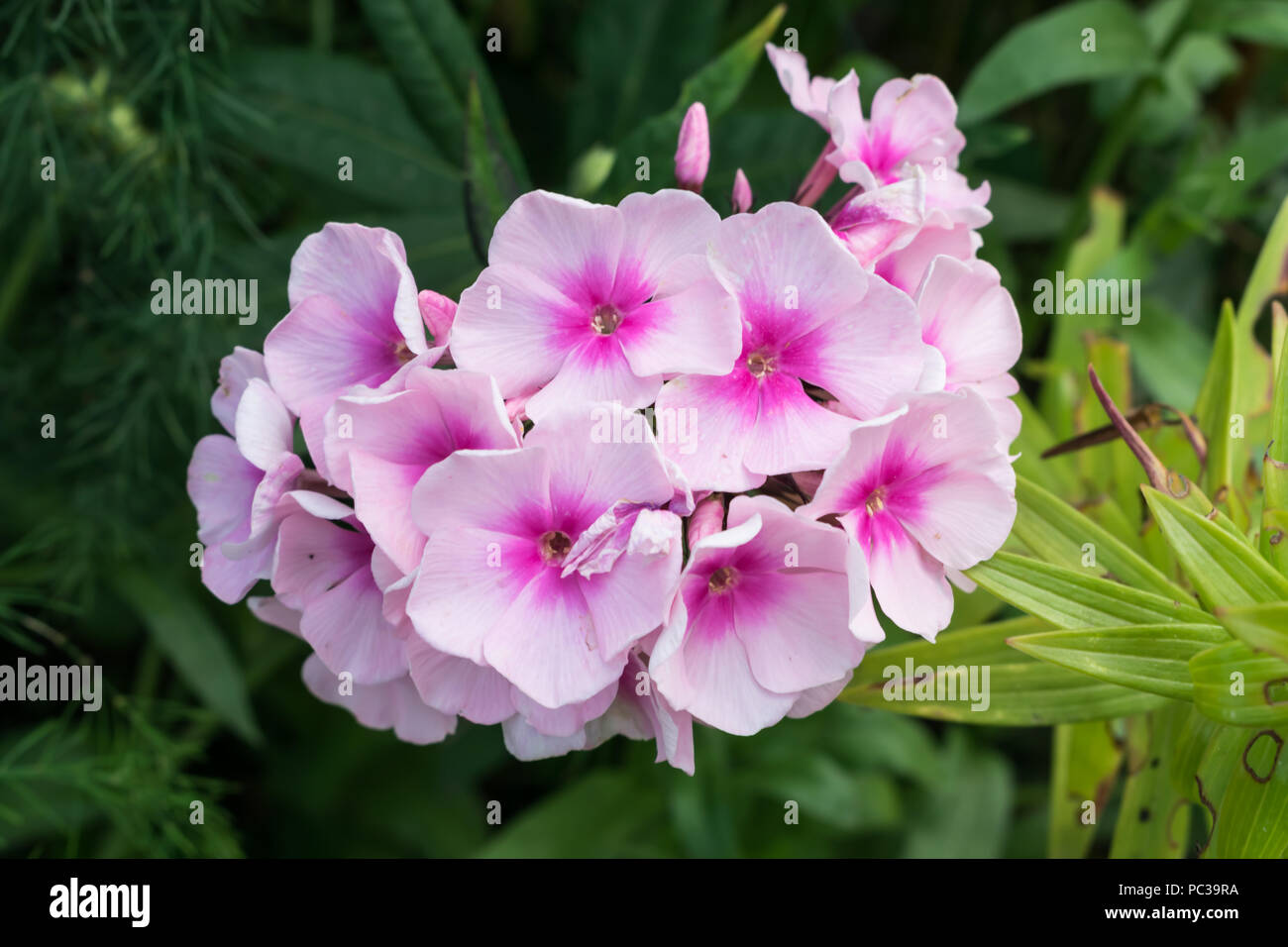 Phlox flower in the garden in Poland on the summer. Stock Photo