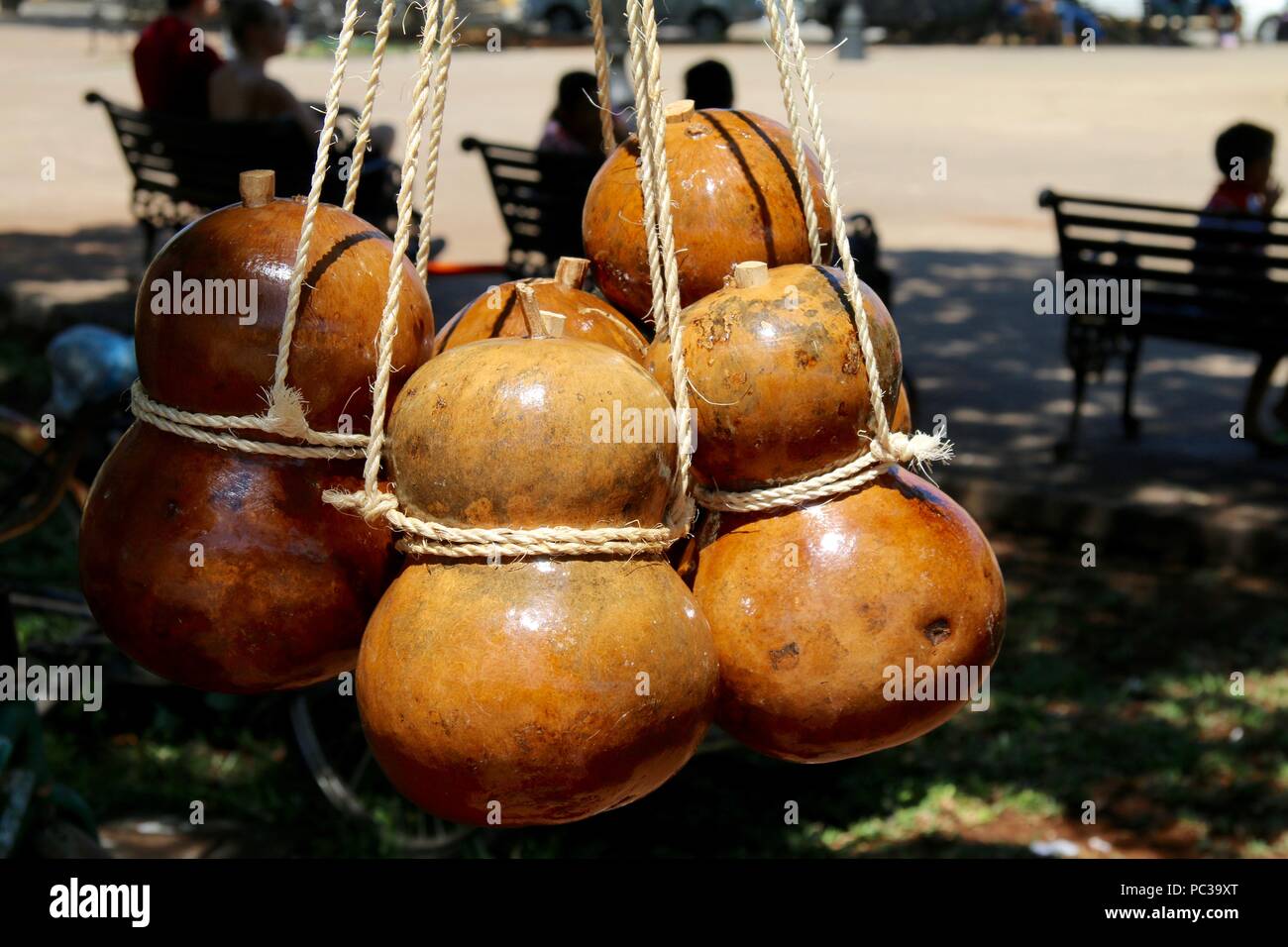 Natural gourd water bottles hanging from a tree by rope Stock Photo