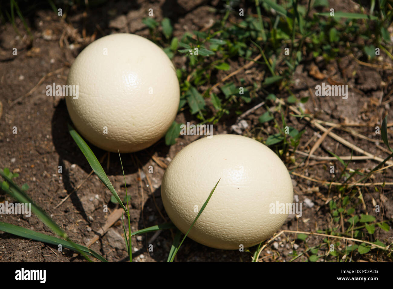 Ostrich egg food hi-res stock photography and images - Alamy
