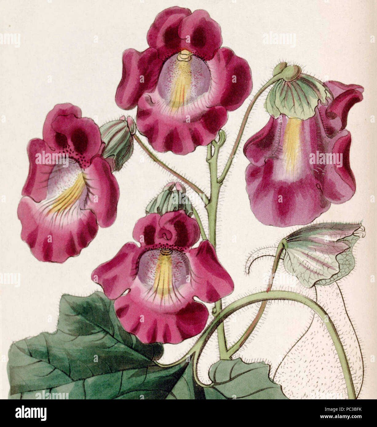 502 Proboscidea louisianica subsp. fragrans (Martynia fragrans) Edwards's Bot. Reg. 26. 85. 1840 cropped Stock Photo