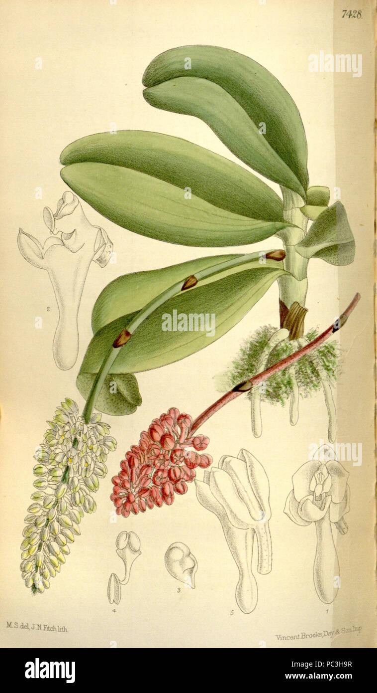 525 Robiquetia mooreana (as Saccolabium mooreanum) - Curtis' 121 (Ser. 3 no. 51) pl. 7428 (1895) Stock Photo