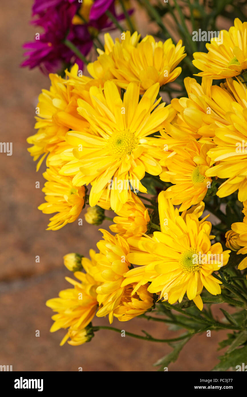 Chrysanthemum in bloom Stock Photo Alamy
