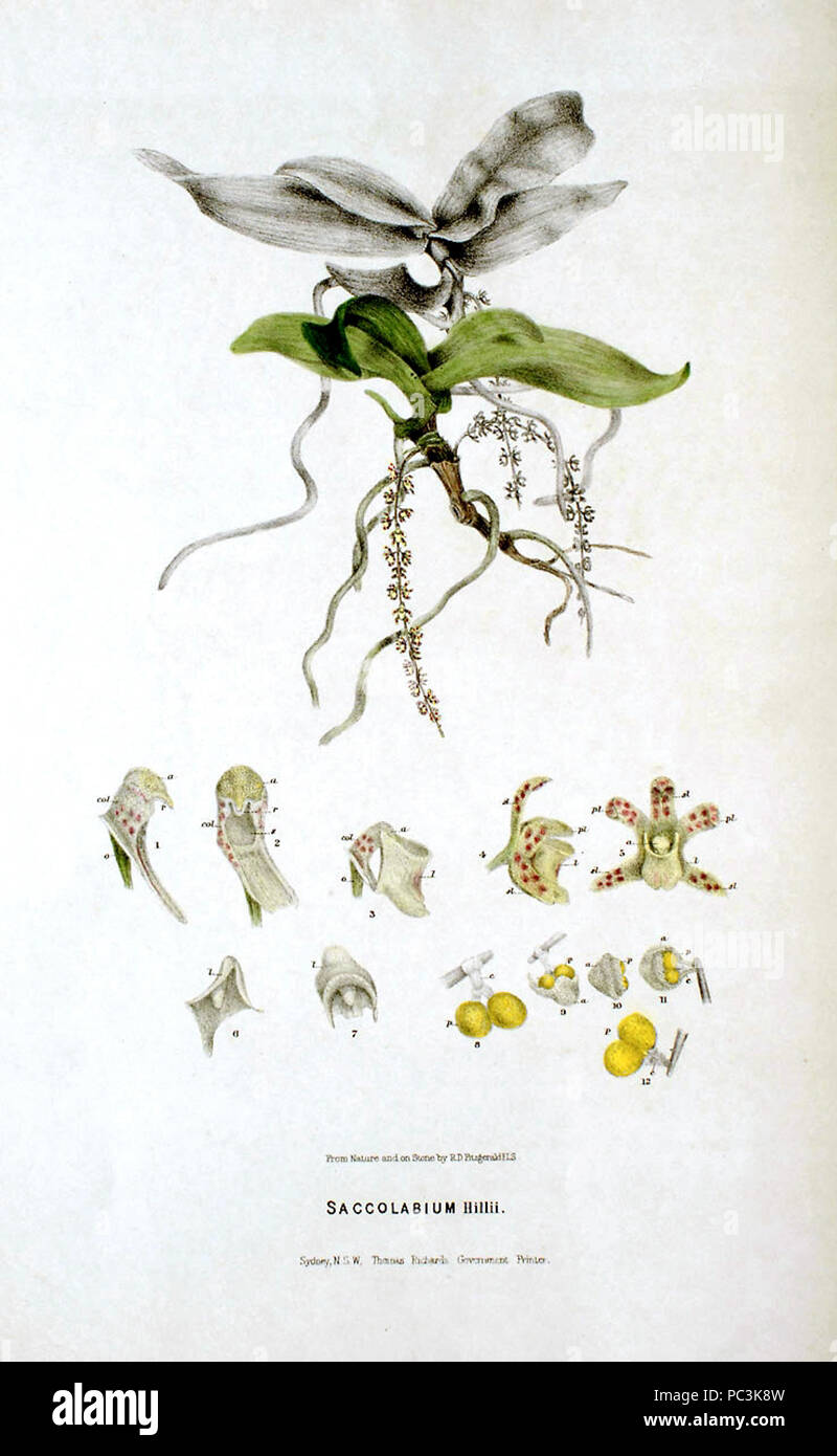 535 Saccolabium hillii - FitzGerald, Australian Orchids - plate 15 (1882) Stock Photo
