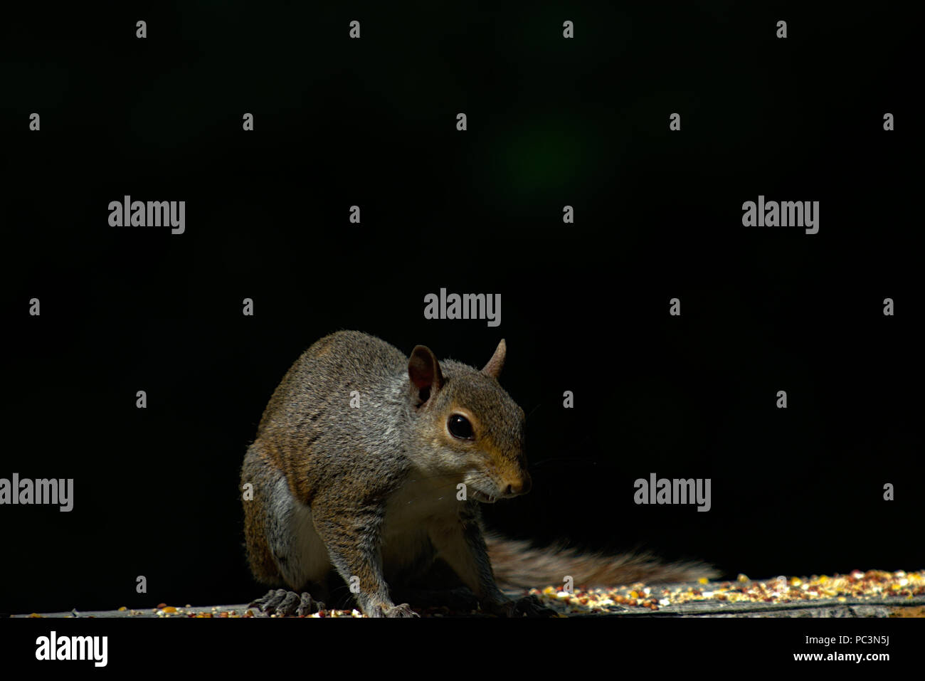 Squirrel raiding bird feeder Stock Photo