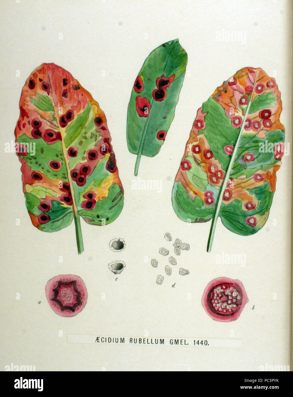Aecidium rubellum — Flora Batava — Volume v18. Stock Photo