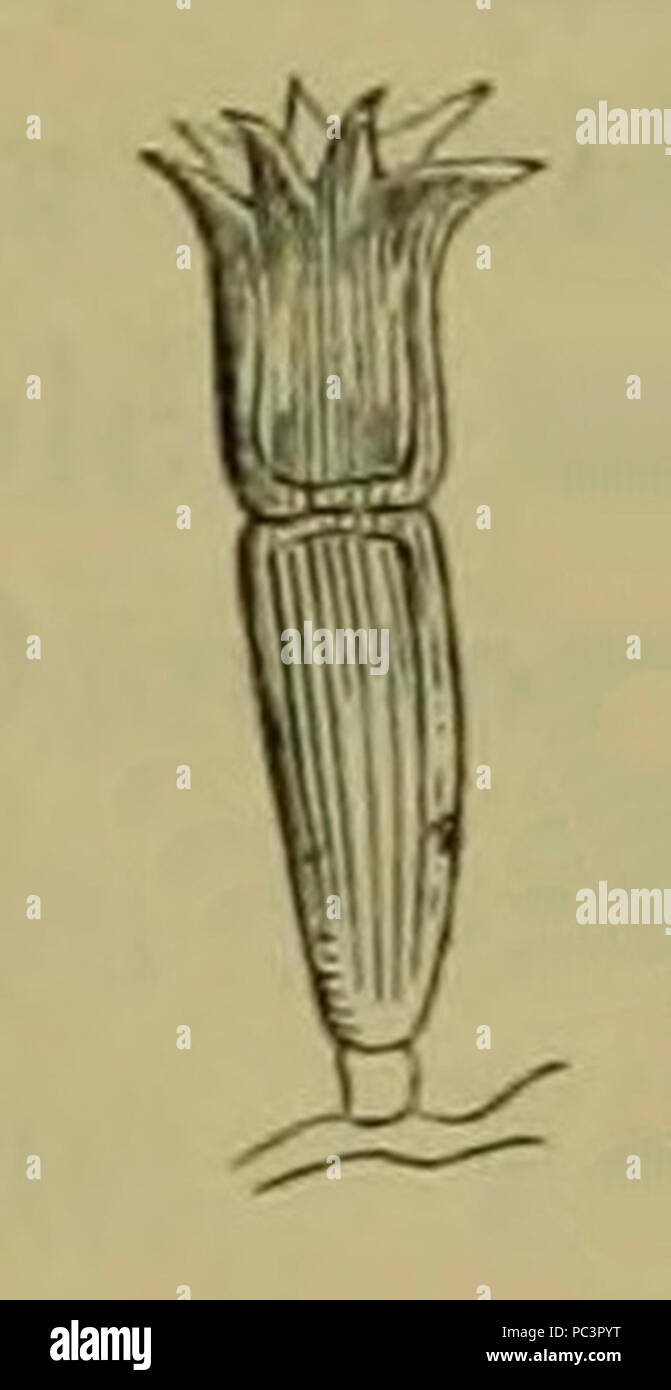 Aecium Puccinia coronata. Stock Photo