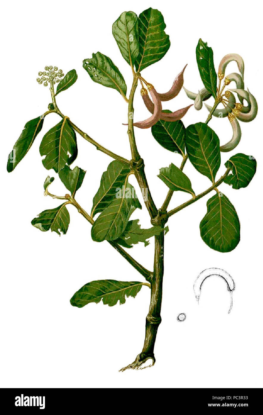 Aegiceras corniculatum Blanco1.38-cropped. Stock Photo