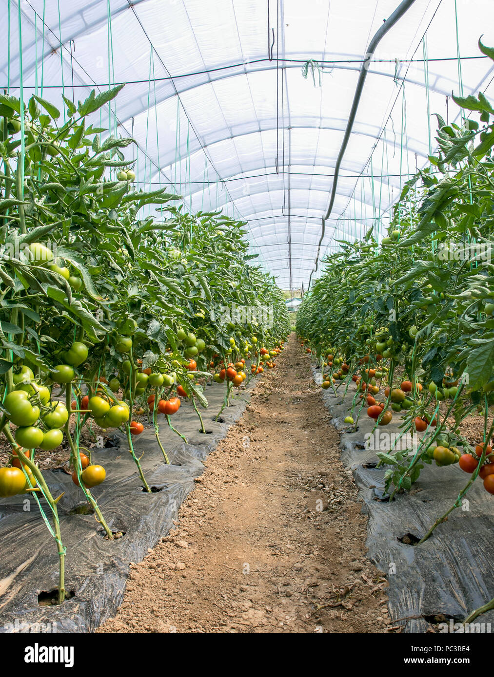Inside of the greenhouse tomato farm.Many green and red tomatoes Stock Photo Alamy
