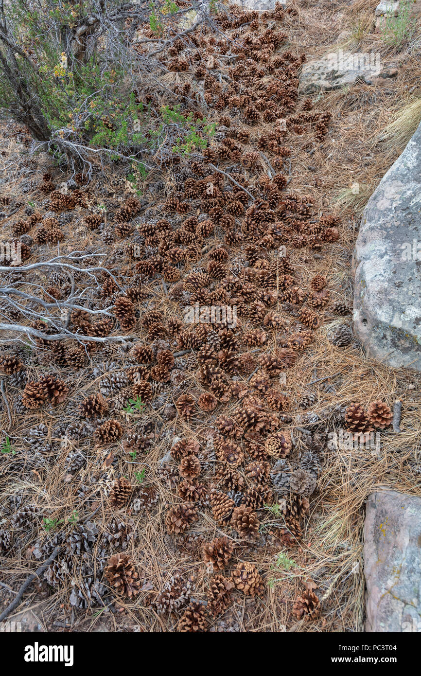 Pine Tree Detritus, Cones & Needles Stock Photo