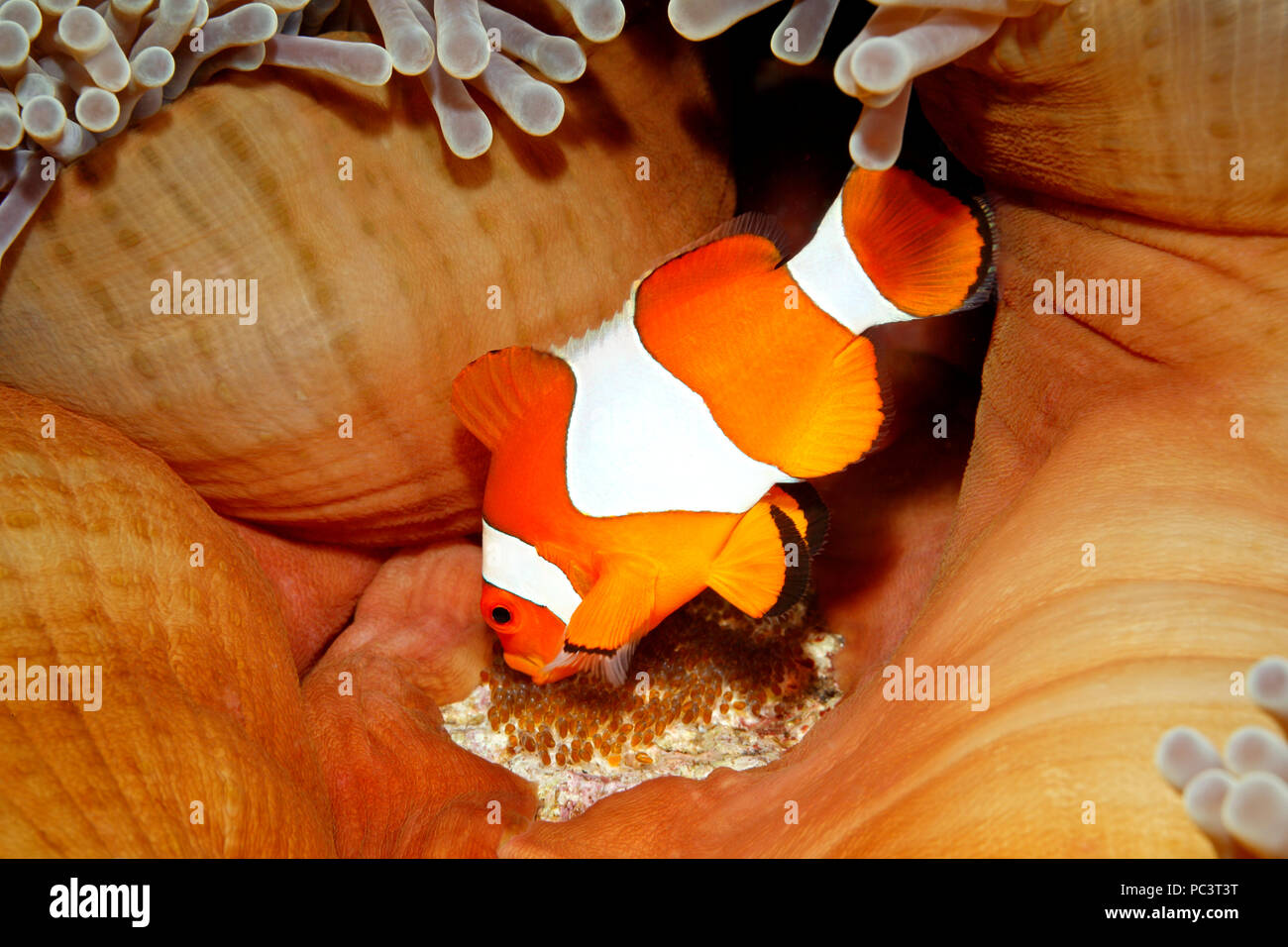 Clown Anemonefish Amphiprion ocellaris tending eggs laid at the base of the host Magnificent Anemone, Heteractis magnifica. Tulamben, Bali, Indonesia. Stock Photo