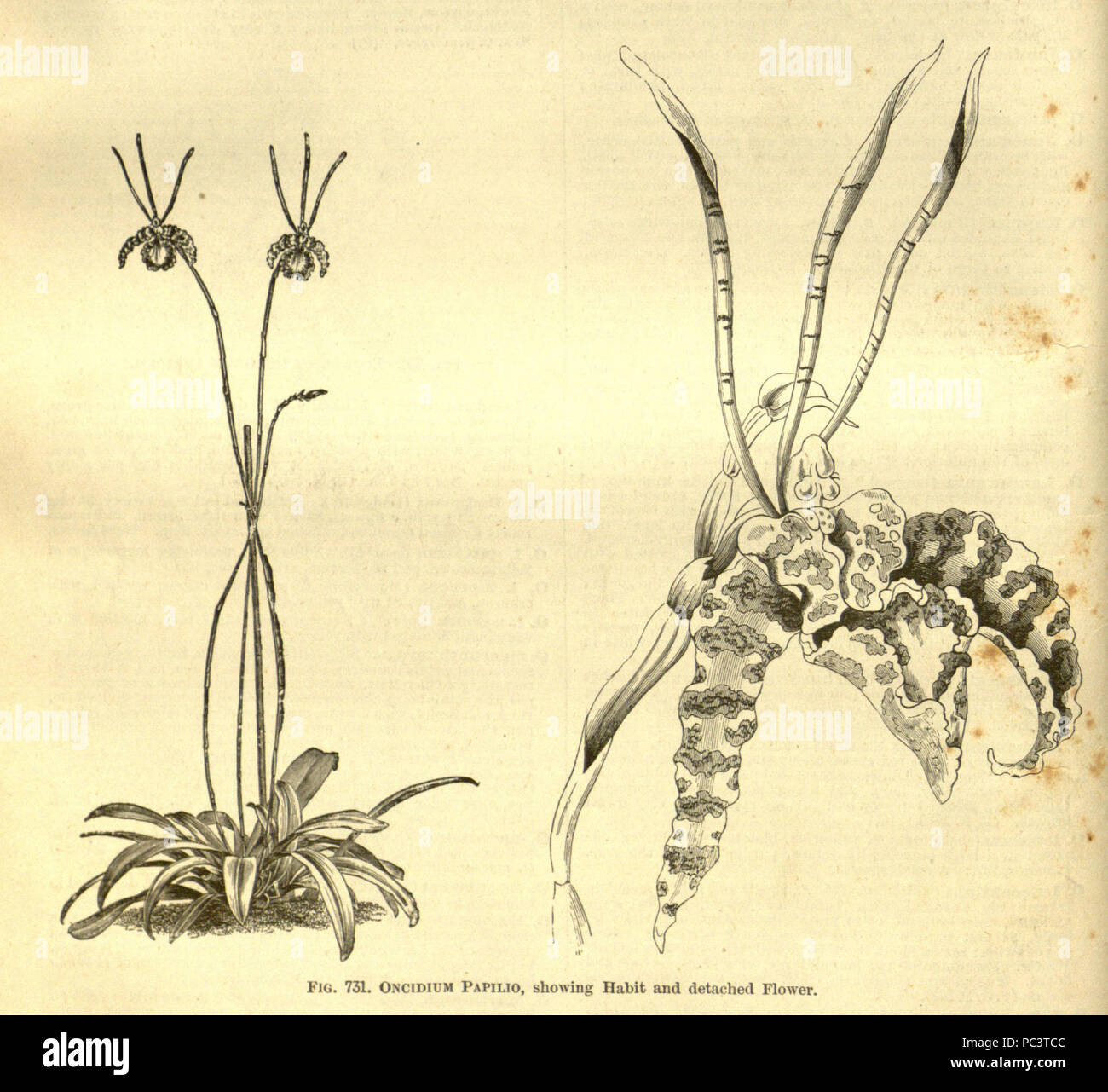 456 Oncidium papilio - cutout from Enc.Hort.5-488 (1884-1888) Stock Photo
