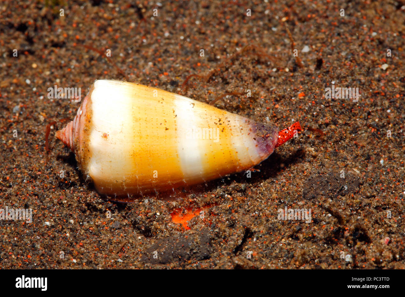 Muricate Cone Shell, Conus muriculatus. Alive underwater, showing syphon and eye.Tulamben, Bali, Indonesia. Bali Sea, Indian Ocean Stock Photo