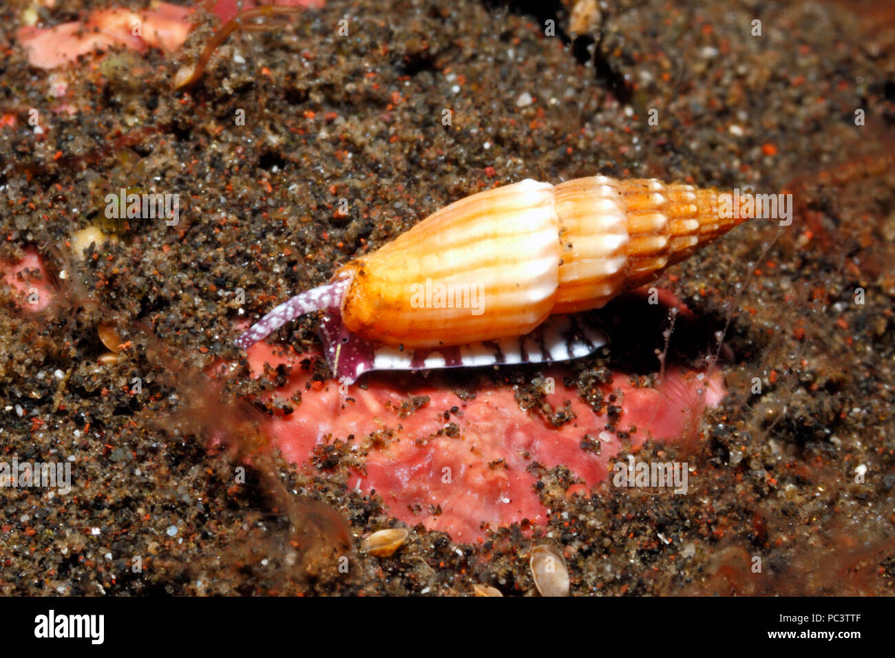 Ribbed Mitre Shell, Vexillum turriger. Alive underwater, showing the foot, syphon and eye.Tulamben, Bali, Indonesia. Bali Sea, Indian Ocean Stock Photo