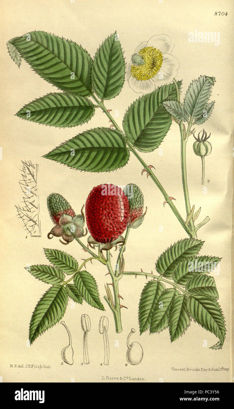 530 Rubus illecebrosus 143-8704 Stock Photo