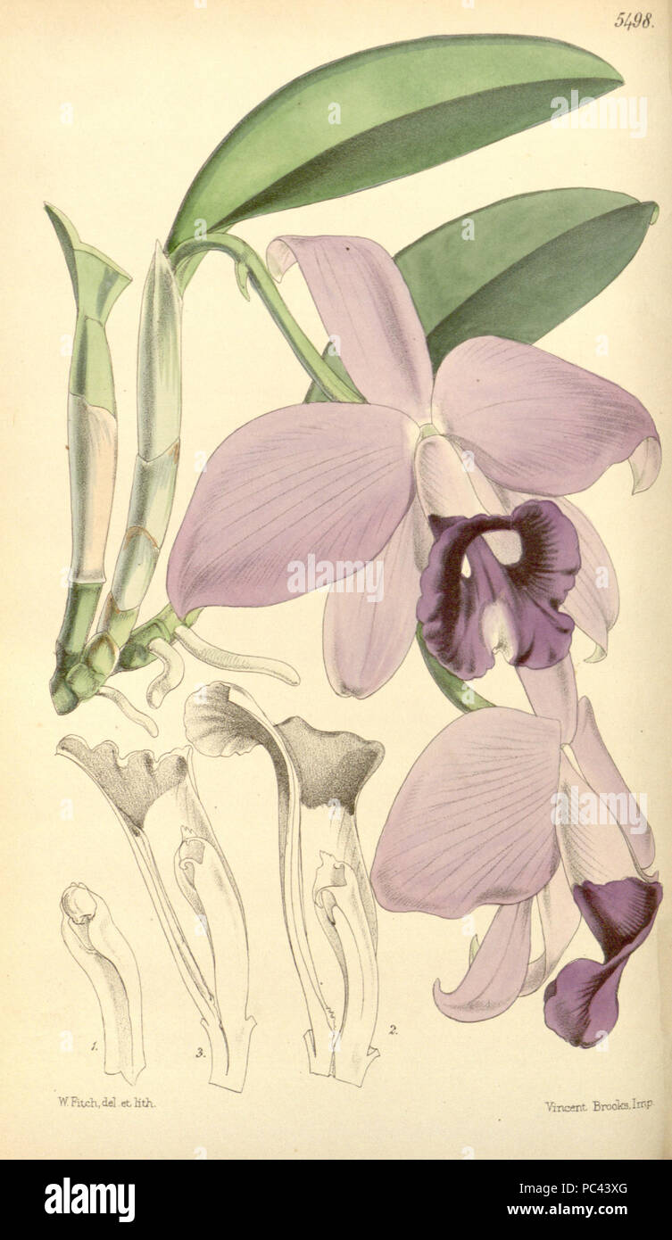 567 Sophronitis praestans (as Laelia praestans) - Curtis' 91 (Ser. 3 no. 21) pl. 5498 (1865) Stock Photo
