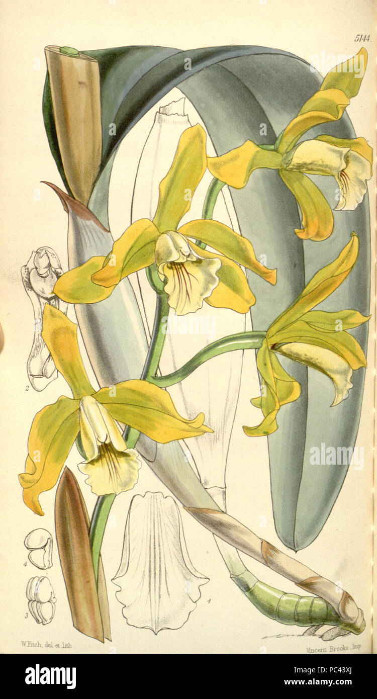 567 Sophronitis xanthina (as Laelia xanthina) - Curtis' 85 (Ser. 3 no. 15) pl. 5144 (1859) Stock Photo