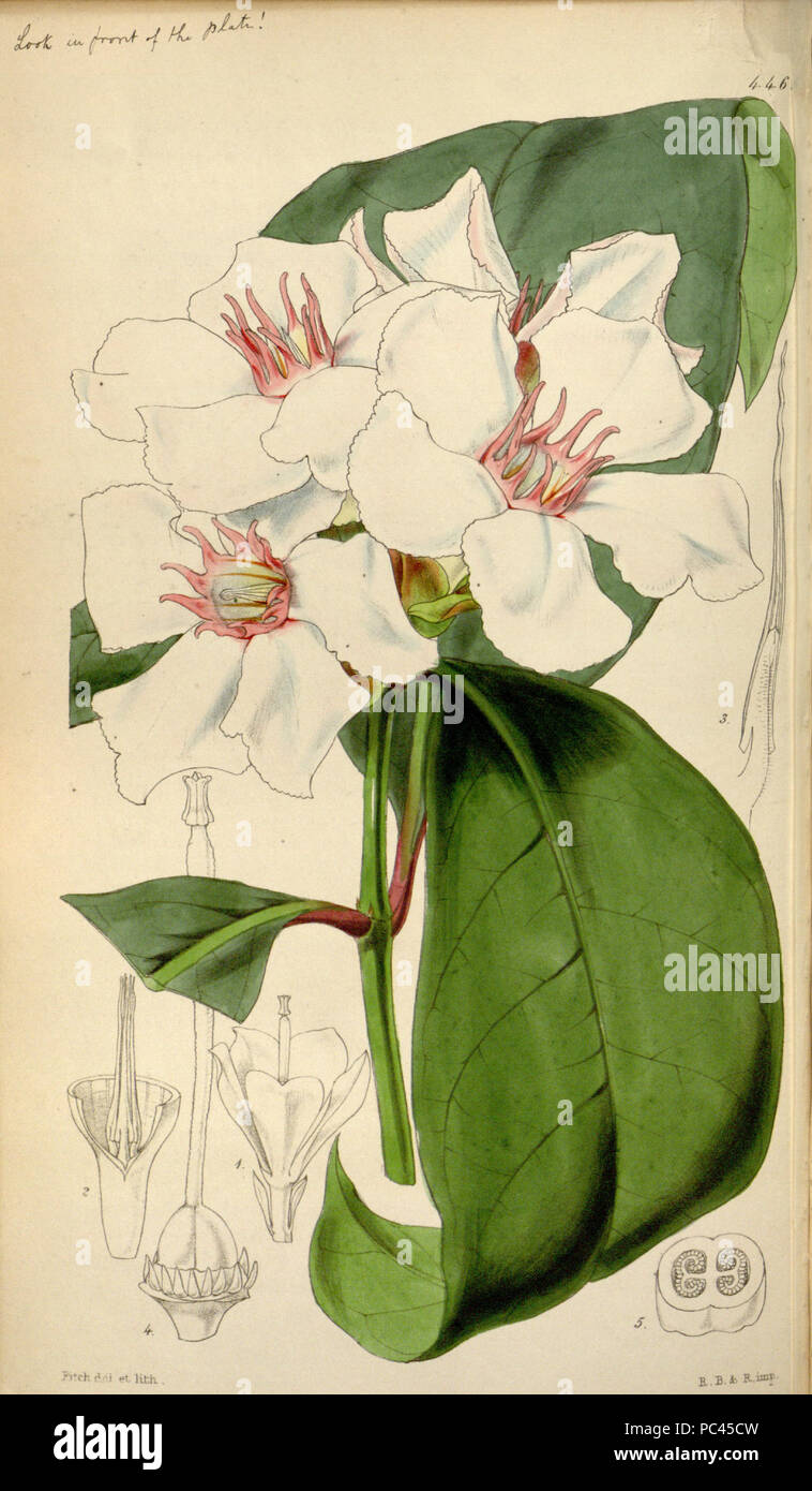 578 Strophanthus gratus Bot. Mag. 75. 4466. 1849 Stock Photo