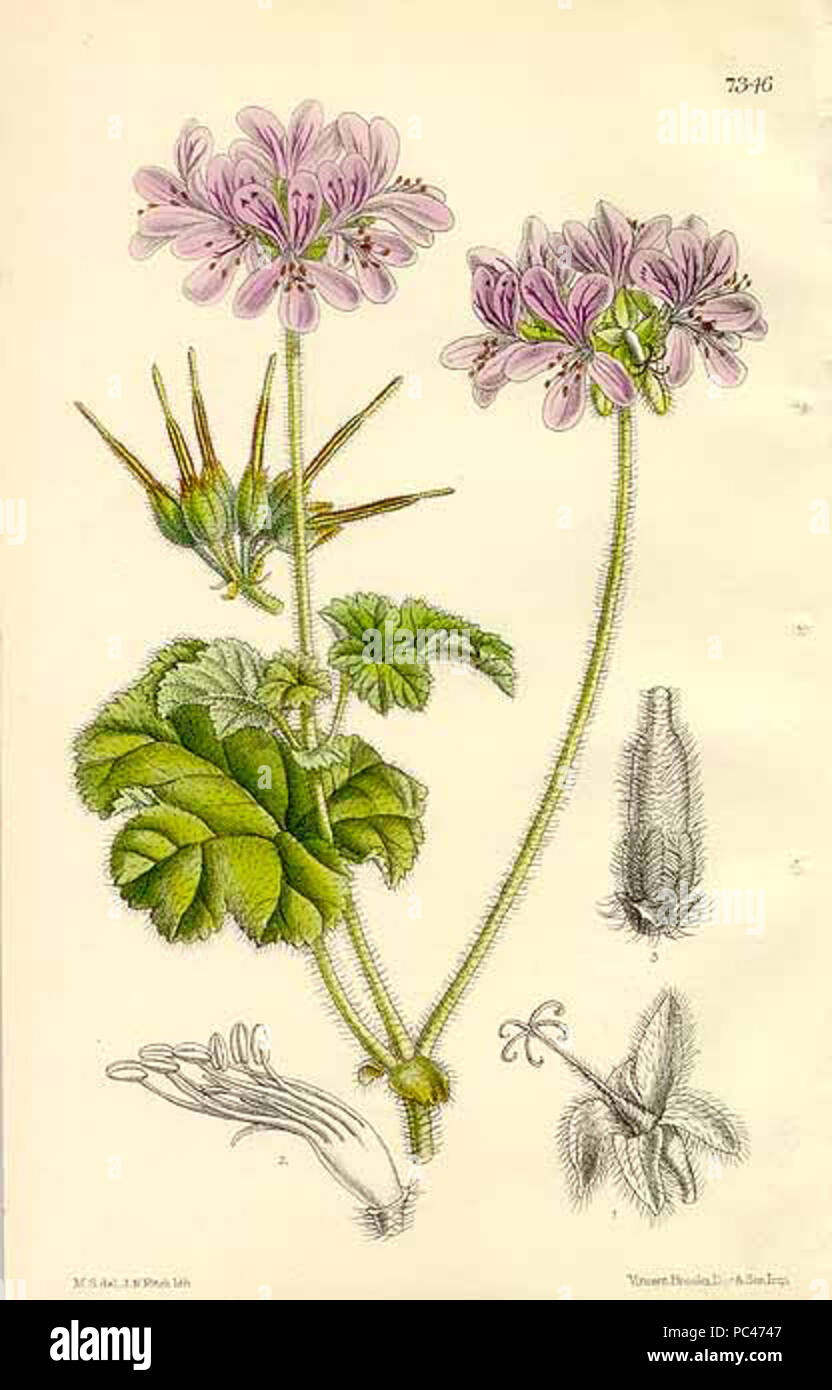 593 The Botanical Magazine. pl 7346. Pelargonium Drummondii Stock Photo