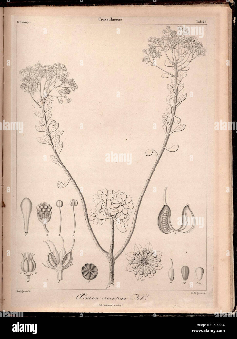 Aeonium spathulatum (cruentum) Phyt.Canar.1. Stock Photo