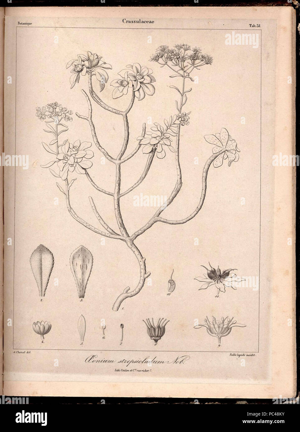 Aeonium spathulatum Phyt.Canar.1. Stock Photo