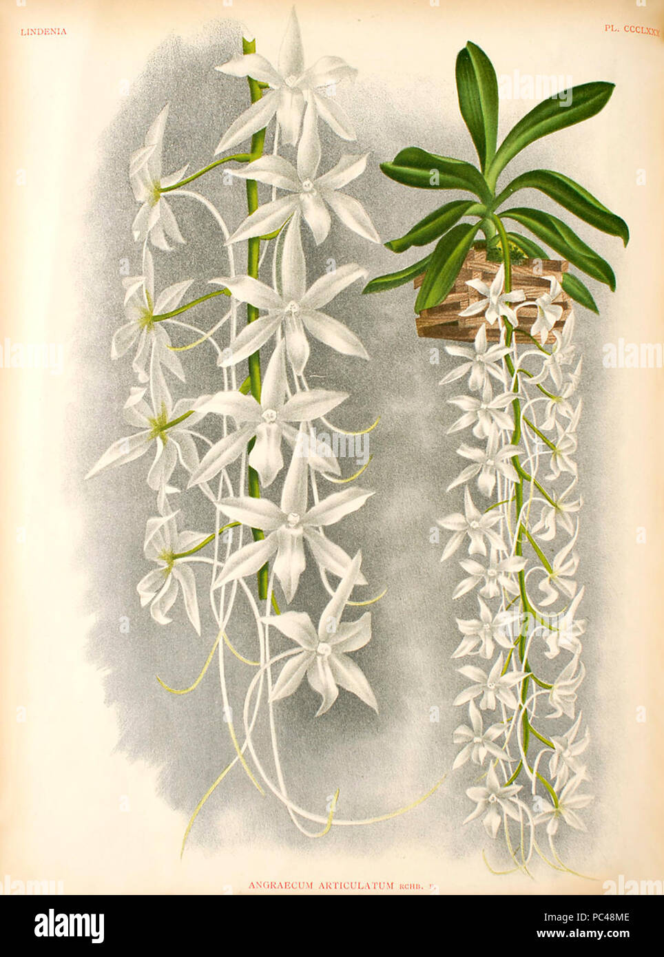 Aerangis articulata. Stock Photo