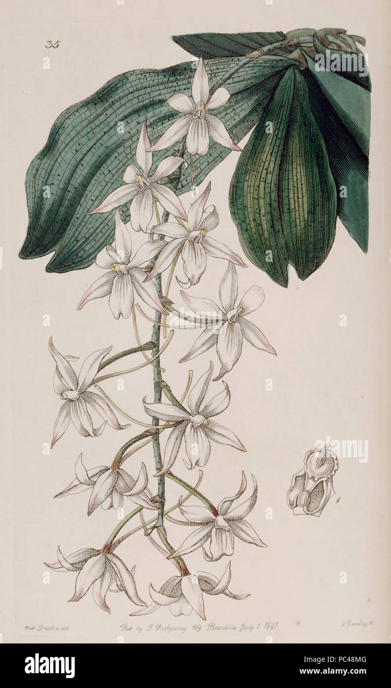 Aerangis biloba (as Angraecum bilobum) - Edwards vol 27 (NS 4) pl 35 (1841). Stock Photo