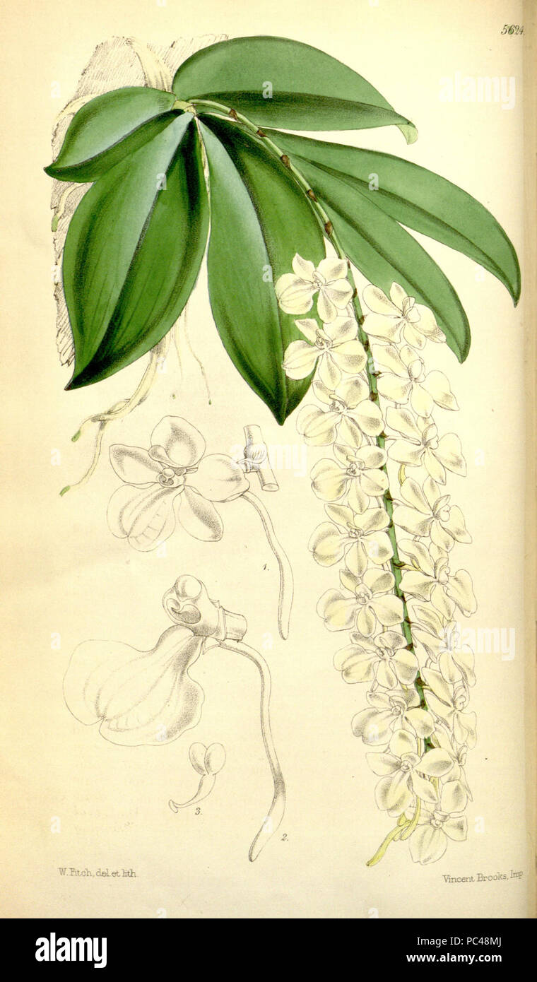 Aerangis citrata (as Angraecum citratum) - Curtis' 93 (Ser. 3 no. 23) pl. 5624 (1867). Stock Photo