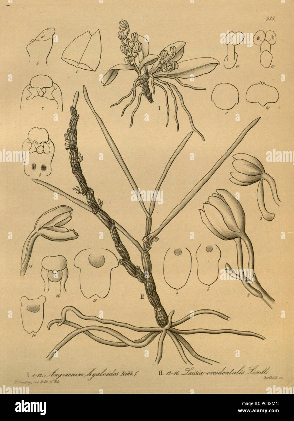 Aerangis hyaloides (as Angraecum hyaloides) - Luisia tristis (as Luisia occidentalis) - Xenia 3 pl 238. Stock Photo